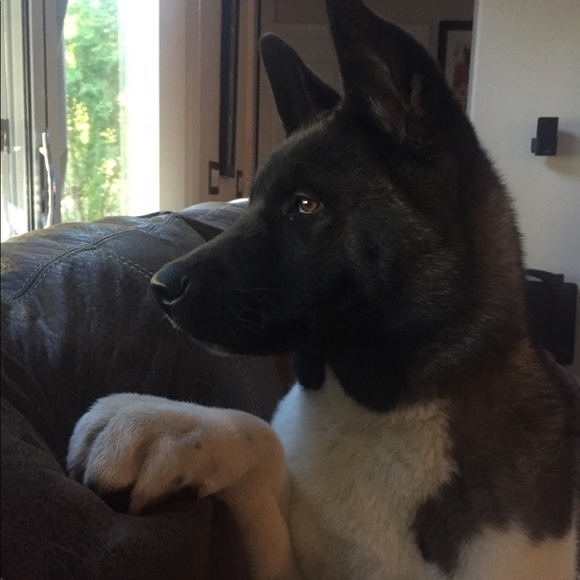 Meet your Posher, Linda - Picture 2 of 4